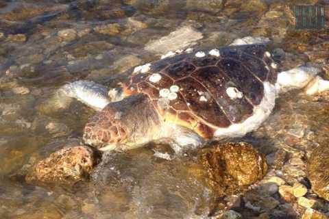 Pane e Pomodoro, ritrovata morta una grande tartaruga marina